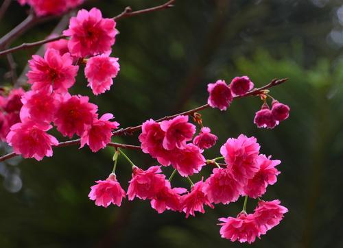 红色罂花花语是什么？它象征着什么？