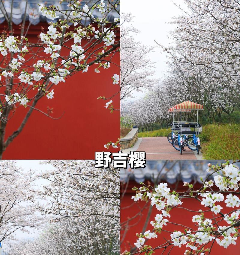红色罂花花语是什么？它象征着什么？