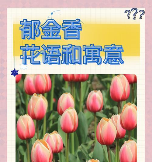 郁金香手捧花代表了哪些意义？