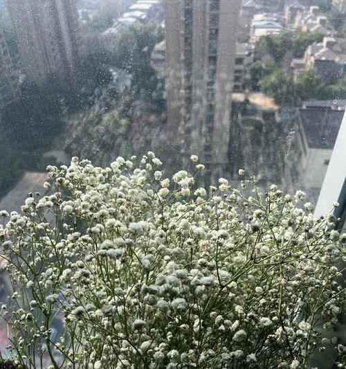 诗艺爱情花语有哪些？