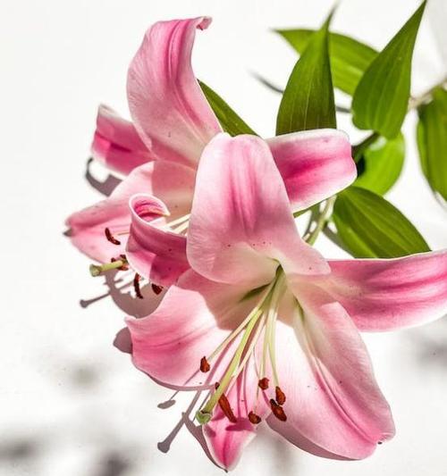 象征环境美好幸福的花有哪些？环境美好幸福的花卉象征是什么？