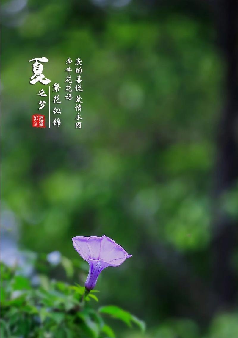 幸福花的花语和寓意是什么？幸福花代表什么？