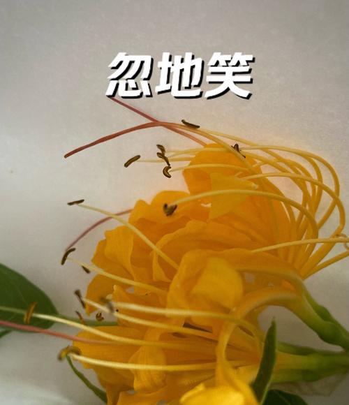 彼岸花五种颜色分别代表什么？它们的花语是什么？