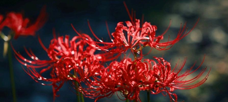 彼岸花五种颜色分别代表什么？它们的花语是什么？