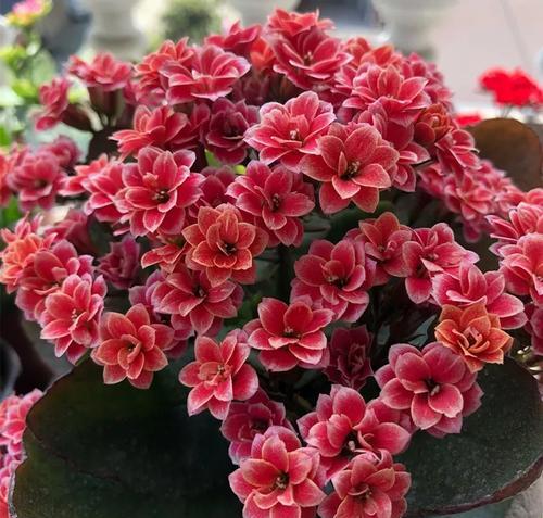 水红色长寿花代表什么？如何用长寿花表达祝福？