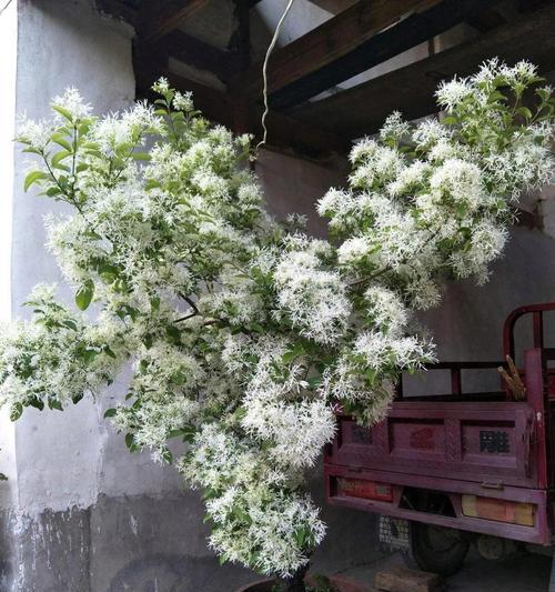 流苏花的文化象征是什么？它在花语中代表什么？