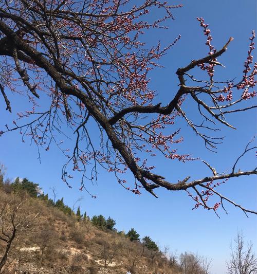 咏花寨的历史背景是什么？它有何特殊意义？