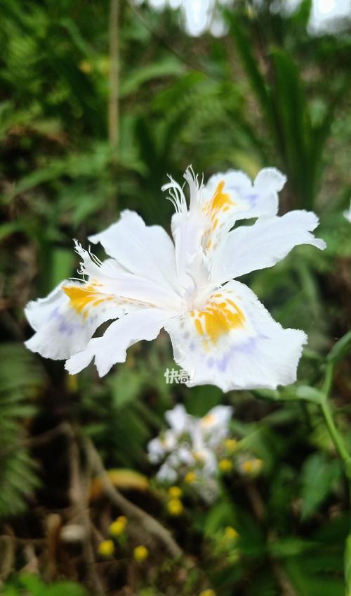 哪种花象征爱情和友谊？爱情友谊的花语是什么？