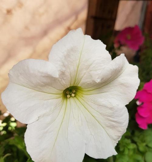 晚上开的白色喇叭花有何寓意？