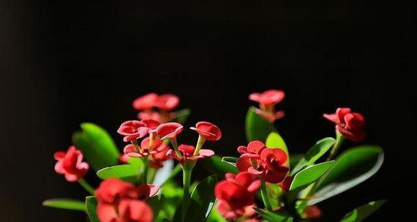家养黑色的花代表了什么？