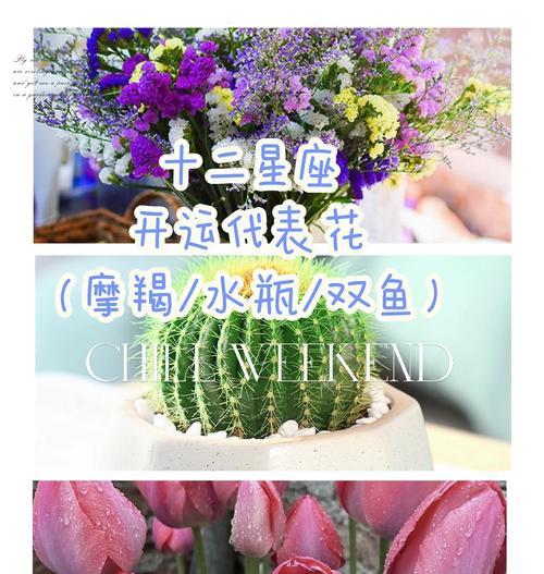 生命象征的花有哪些颜色？它们各自代表什么？