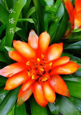 在泰国，哪种花象征着吉祥和好运？
