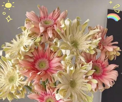教师节送老师布花有什么寓意？