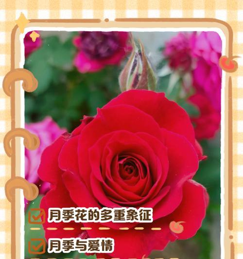 月季花的传说寓意和象征意义是什么？