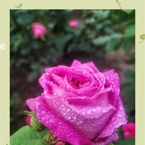月季花的传说寓意和象征意义是什么？