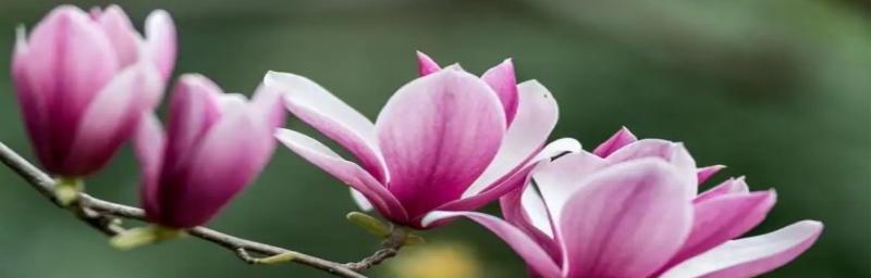 手捧花小龙虾有何寓意？它象征着什么？