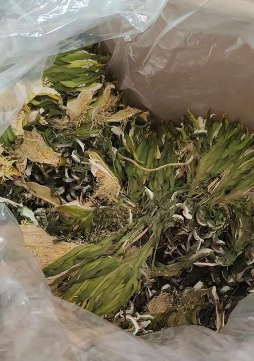 剑花不同颜色的花语是什么？剑花颜色与寓意的关系如何？
