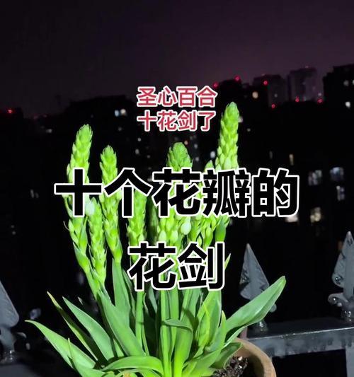 剑花不同颜色的花语是什么？剑花颜色与寓意的关系如何？