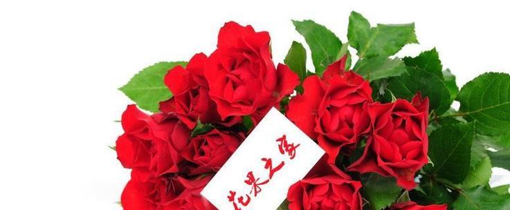 友谊和浪漫的花语有哪些？花语大全如何表达情感？