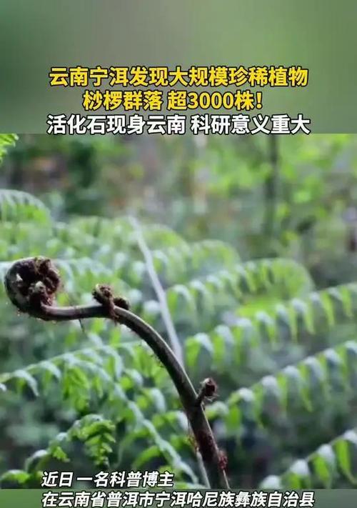 跳花节的由来及其意义是什么？