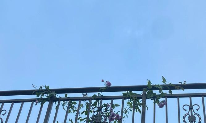 蓝色阴雨花的寓意是什么？蓝色阴雨花的象征意义有哪些？