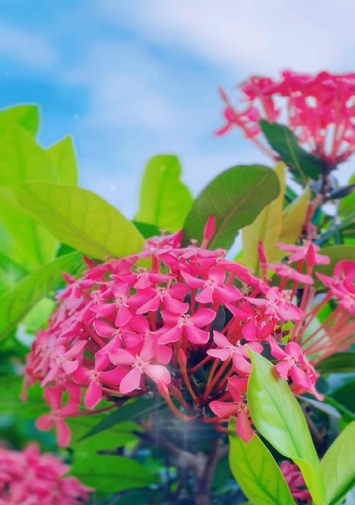 哪种花象征平安？它的寓意是什么？