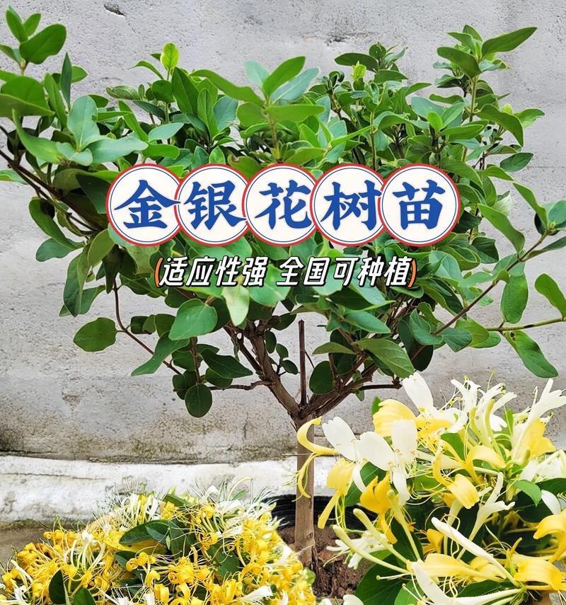 哪种花象征平安？它的寓意是什么？