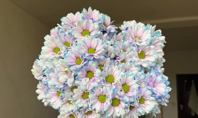 三色极光花的寓意和花语是什么？
