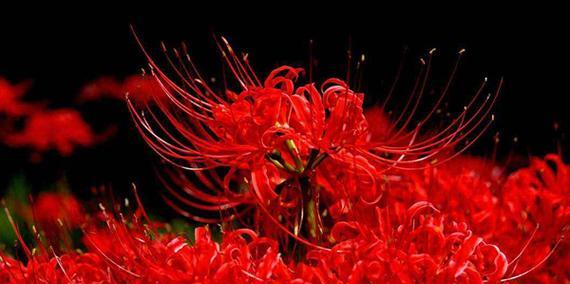 三色极光花的寓意和花语是什么？