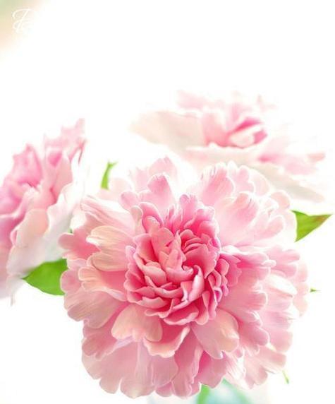 白粉色的花代表什么意义？