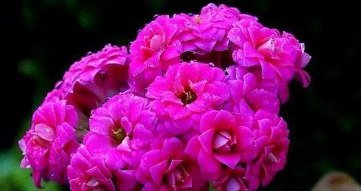白粉色的花代表什么意义？