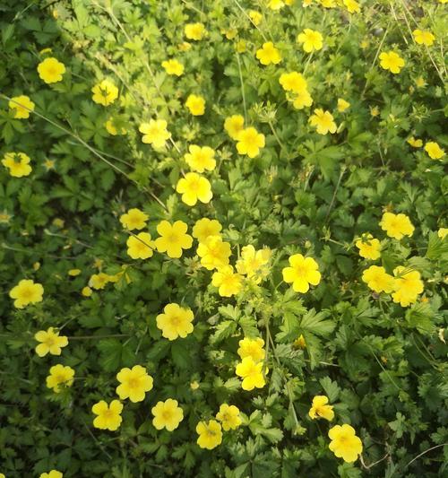 高饱和度的黄色花代表什么？黄色花的寓意有哪些？