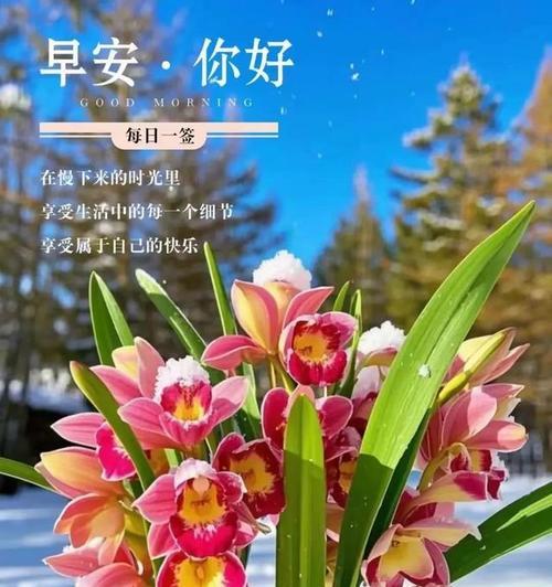 象征着祝福的花有哪些？它们各自代表什么含义？