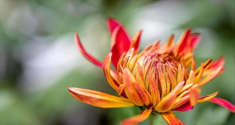 百花有哪些文化象征意义？它们在历史中的地位如何？