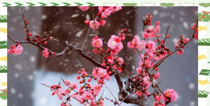 百花有哪些文化象征意义？它们在历史中的地位如何？