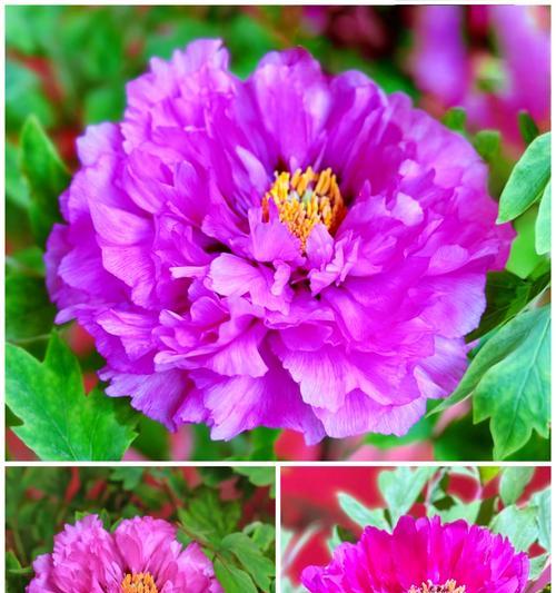 春节花卉有哪些寓意和特点？如何挑选？