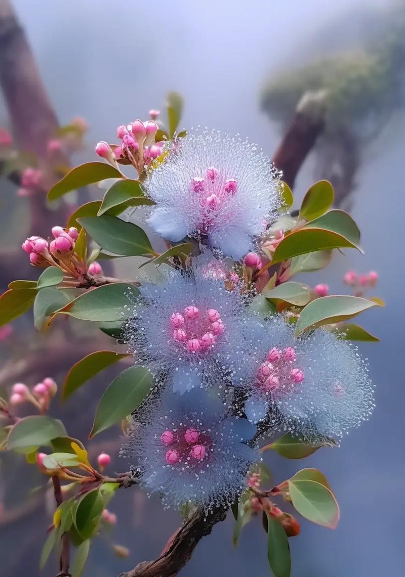 香格里拉的象征花是什么颜色？它们的花语有何特别之处？