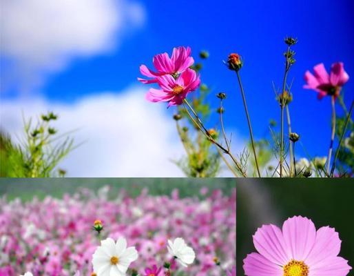 香格里拉的象征花是什么颜色？它们的花语有何特别之处？