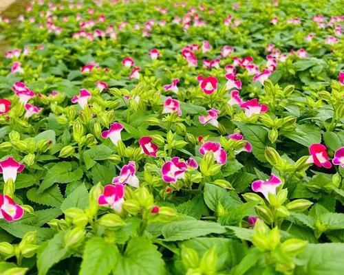 哪些草花象征爱情？