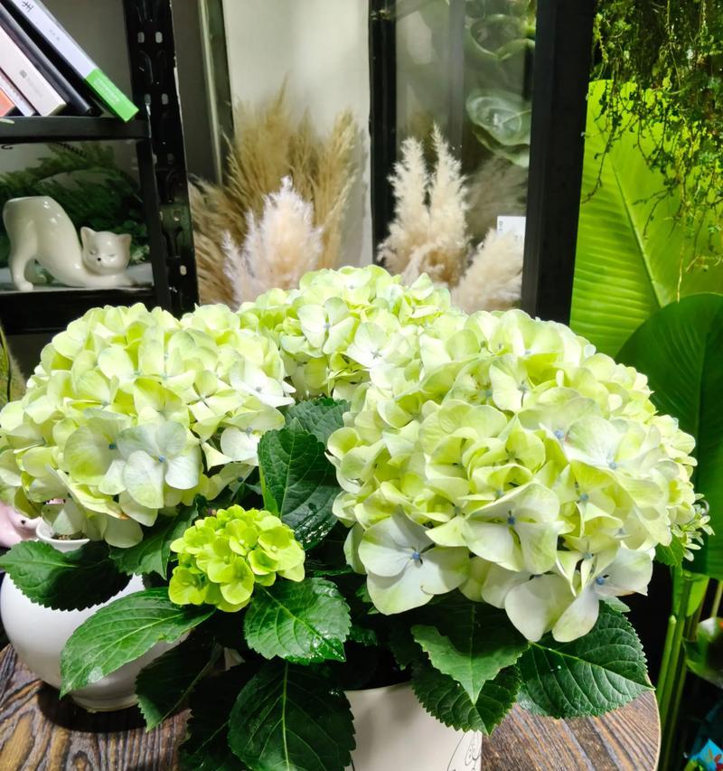 红色花中有哪些象征邪恶？红色花卉的邪恶寓意是什么？