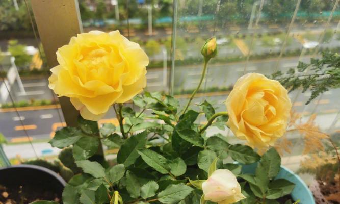 淡黄色月季花代表什么？它的寓意有哪些？