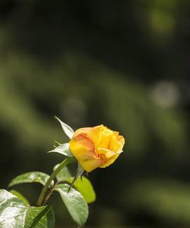淡黄色月季花代表什么？它的寓意有哪些？