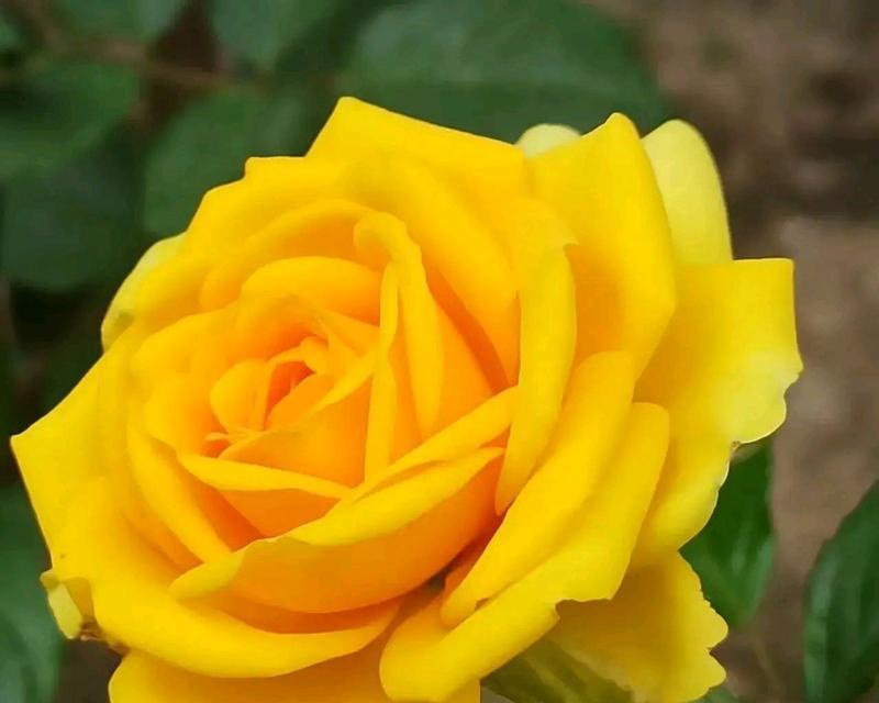 淡黄色月季花代表什么？它的寓意有哪些？