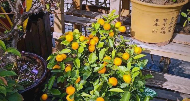 哪种花象征平安招财？它们的寓意是什么？