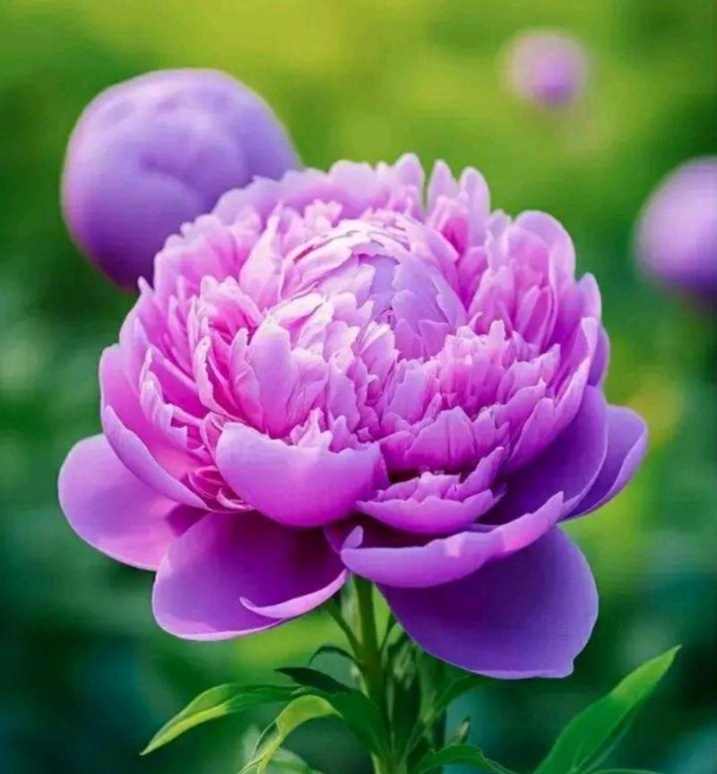 六个花瓣的黄色花有何寓意？