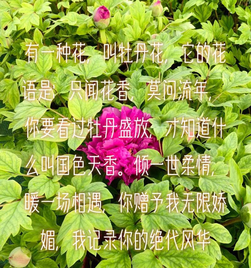 春节送牡丹花的寓意和象征是什么？牡丹花在传统中代表什么？