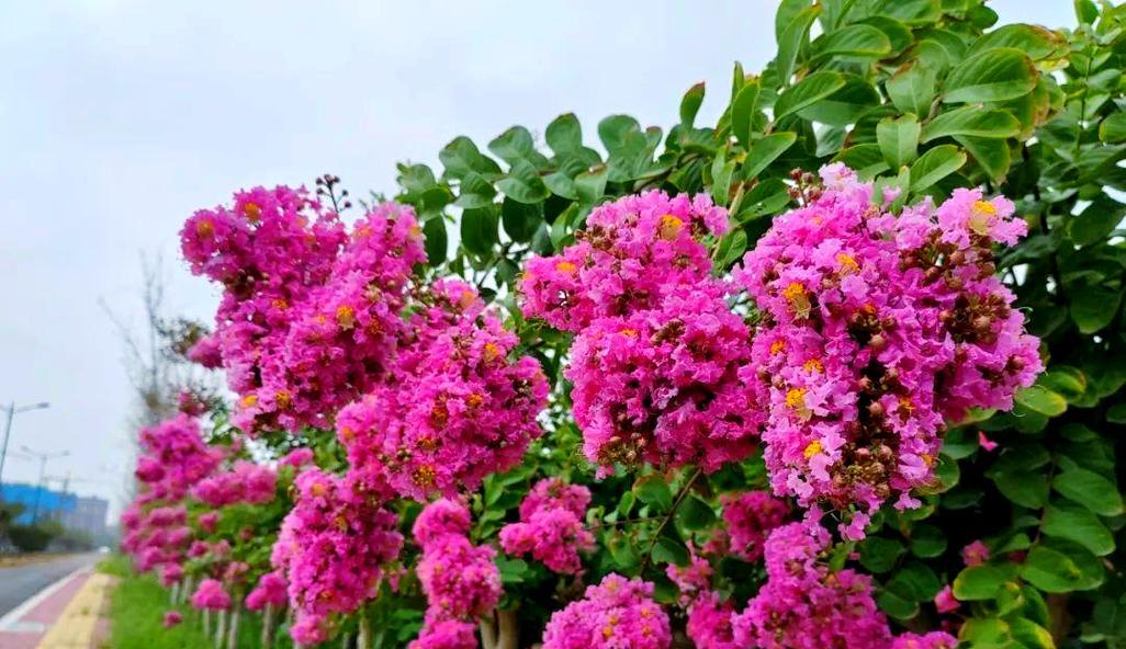 粉色紫薇花代表什么？粉色紫薇花的寓意有哪些？