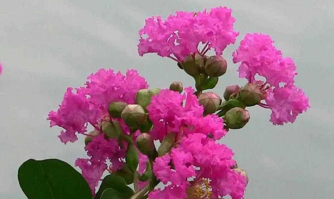 粉色紫薇花代表什么？粉色紫薇花的寓意有哪些？