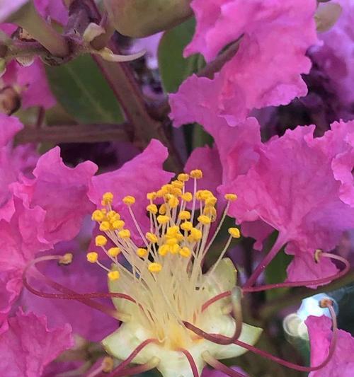 粉色紫薇花代表什么？粉色紫薇花的寓意有哪些？