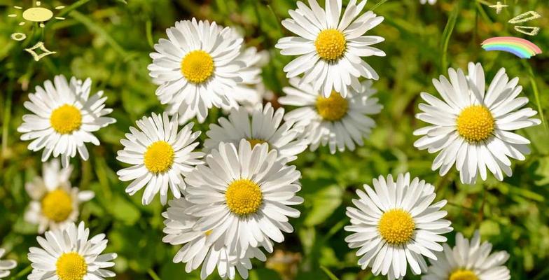 什么花象征了重阳节的美？重阳节有哪些传统花卉？